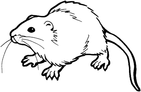 Brown Rat Coloring Page